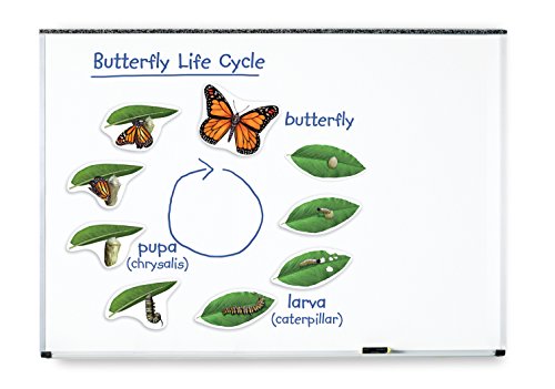 Learning Resources Butterfly Life Cycle, 9 Write and Wipe Pieces, Classroom Accessories, Teaching Ai - //medicalbooks.filipinodoctors.org