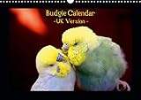 Budgie Calendar - UK Version 2020: CALVENDO presents nature photographer Bjoern Bergmann's brand-new by 
