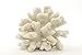 White Resin Sea Coral Piece | Aquarium Ornament for Decoration | Coral for Craft | (7
