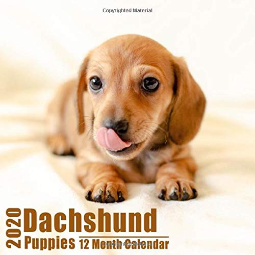 cute dachshund puppies