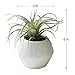 Small Faux Air Plant in Textured White Ceramic Planter - 6 x 6 Inches - Marmeda Decor Potted Artificial Tillandsia Plant in Etched, Lined Clay Pot - Global Modern Decor for Home or Office