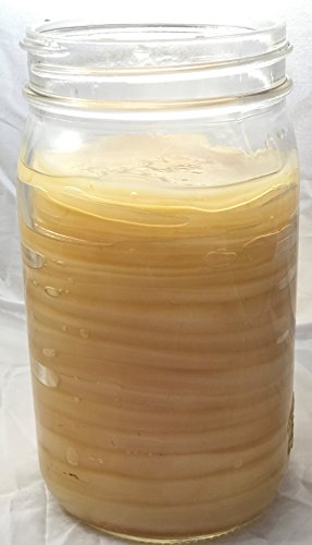 image for IBIV Kombucha Scoby Live Strong Starter Tea Culture for Healthy Raw Pr