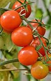 Notebook: tomatoes tomato bush gardening garden ripe vine growing by Wild Pages Press
