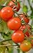 Notebook: tomatoes tomato bush gardening garden ripe vine growing by Wild Pages Press