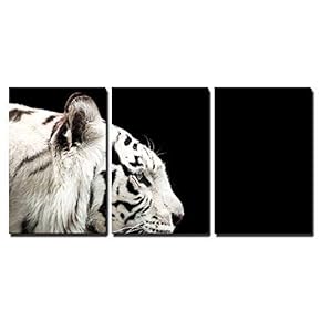 Profile of Bengal White Tiger on a Black...