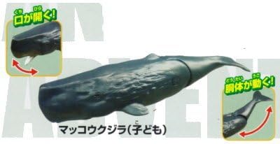 Amazon カプセルアニア Part1 4 マッコウクジラ 子ども 単品 カプセル玩具 おもちゃ