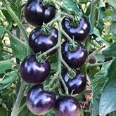 RAISE ME UP: Seeds Blue Cherry Tomato Indigo Rose Indeterminate Non GMO Heirloom
