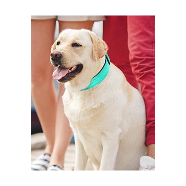 dog collars pet barn