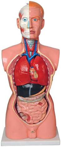 85CM MALE TORSO WITH 19 PARTS - NEW ANATOMICAL MODEL