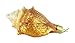 Old World Christmas Golden Seashell Glass Blown Ornament for Christmas Tree