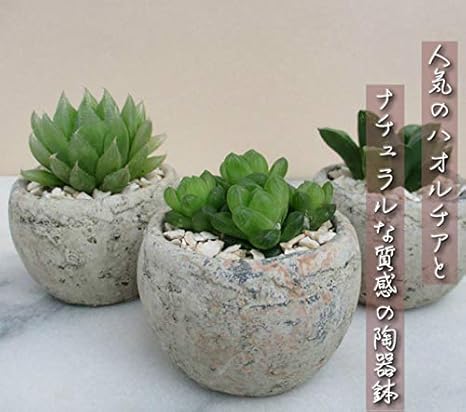 Amazon ハオルチアおまかせ3個セット 丸型陶器鉢 7cm 観葉植物 オンライン通販