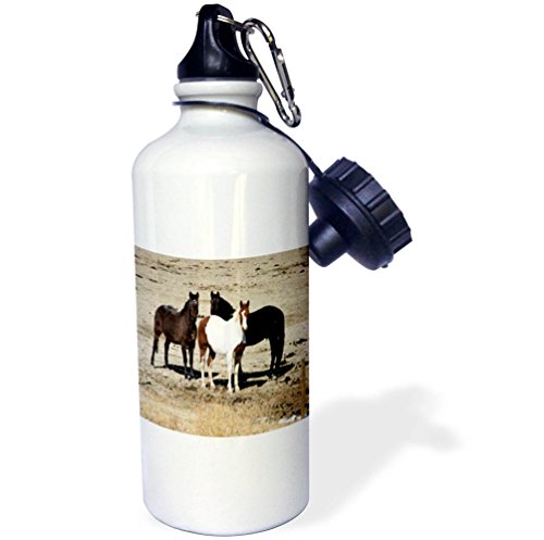 3dRose TDSwhite â€“ Horse Equine Photos - Pasture Trio Three Horses - 21 oz Sports Water Bottle (wb_285533_1)