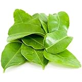 (2 Oz.) Fresh ORGANIC Kaffir Lime Leaves (Thai Lime Leaves) | FREE First Class Shipping from California