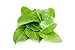 (2 Oz.) Fresh Kaffir Lime Leaves (Thai Lime Leaves) | FREE First Class Shipping from California