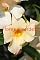 Livro Flores e verdes