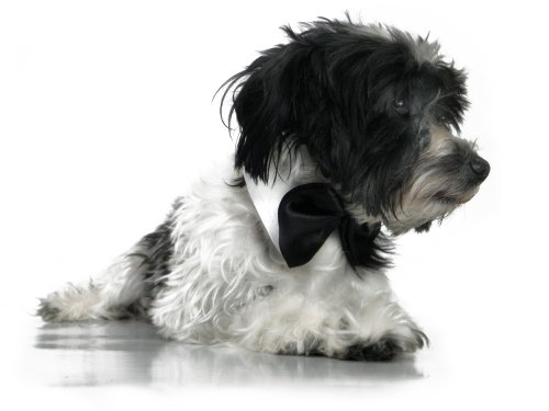 Platinum Pets Formal Dog Bow Tie and Collar, 14-15-Inch, White