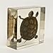 Real Turtle in Acrylic Block