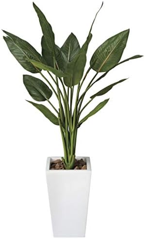 光触媒観葉植物 ストレチアｗ1 3 フロアタイプ ハイサイズ 光触媒 花 スプレー インテリアグリーン 胡蝶