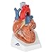 3B Scientific VD253 7 Part Heart Model, 7.9