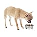 OurPets DuraPet Stainless Steel Dog Bowls; Food & Water Bowls (Up To 1.25 cups Great for Small Breeds)