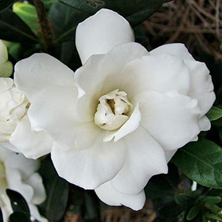 Amazon.com : HOT - Gardenia jasminoides Chuck Hayes Hardy Gardenia