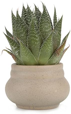 T4U 3 Inch Ceramic Ancient Style Serial NO.1 succulent Plant Pot Cactus Plant Pot Flower Pot Container Planter