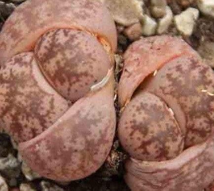 Seeds Package: Lithops Coleorum 20 Mesemb Succulent Living Stone