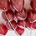 Latex Balloons, 100-Pack, 12-Inch Burgundy(Burgundy)