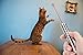 Pet Cat Catch the LED Light Interactive Exercise Toy Cat Training Tool, 2-Pack