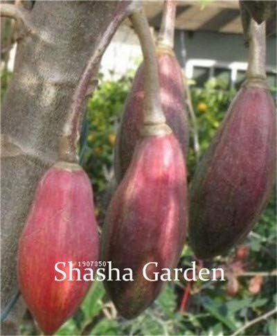 chitrothu New 30 pcs Papaya Tropical Fruit Seeds for Easy to Grow red Mix