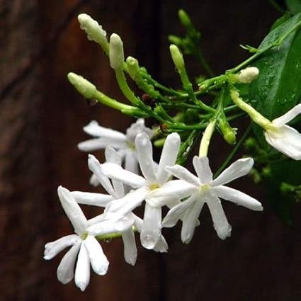 Indian Gardens - Nithyamalli/ulantha malli/Jasmine/Layer Live Plant/Indoor/Outdoor Plant with Pot