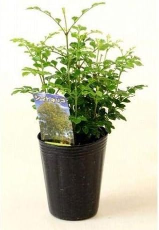 Amazon プランツネット Plants Net 観葉植物 シマトネリコ 3号苗 K 28入 鉢