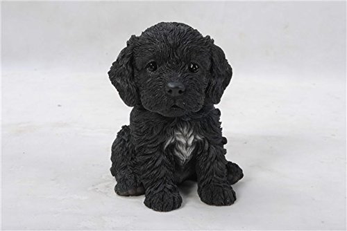 Dog - Cockapoo Puppy Sitting