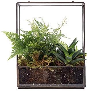 Urban Born - Handmade Glass Terrarium, Wall Sconce- Rectangle 8"x3"x10"