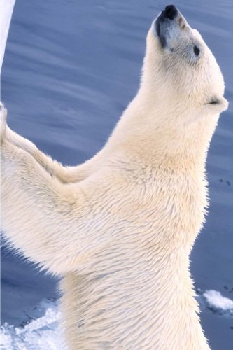 Polar Bear Wants Fed Journal: 150 page lined notebook/diary