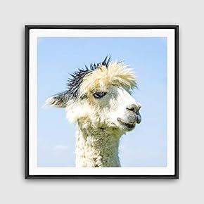 Framed Canvas Wall Art Alpaca Canvas Prints Home Artwork Decoration for Living Room,Bedroom - 16x16 inches