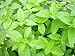 Hillary's Sweet Lemon Mint Live Plant