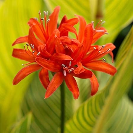 FernsFly IMP. Nerine Lily / Jersey lily / Spider lily Attractive Flower Bulbs Home Outdoor Flowering Gardening Bulbs Blooming planting (Pack of 9 Orange Nerine Lily)