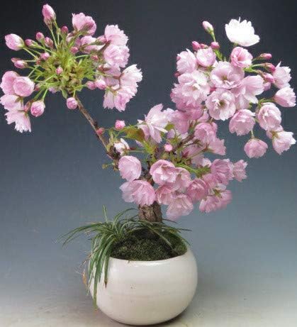 Amazon Co Jp バーゲン セール 桜盆栽 旭山桜の鉢植え 今年の開花は終わっております Diy 工具 ガーデン