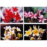 SPRING SPECIAL - Set of 4 100% Hawaiian Plumeria (Frangipani) Plant Cuttings....From a PEST-FREE certified Hawaiian nursery with the proper U.S. Department of Agriculture stamp.