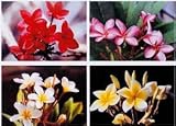 SPRING SPECIAL - Set of 4 100% Hawaiian Plumeria (Frangipani) Plant Cuttings