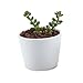 T4U Inch Ceramic White Collection NO.31 Succulent Plant Pot/Cactus Plant Pot Flower Pot/Container/Planter Package 1 Pack of 3