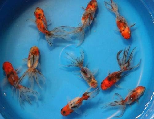 calico oranda goldfish