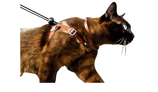 leather cat harness