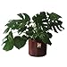 Root Pouch BEST (7 GALLON) (10 Pack) Best Aeration Fabric Garden Pot Grow Bag. Grow Bigger Healthier Tomatoes, Herbs Veggies.