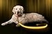 ILLUMISEEN LED Dog Collar USB Rechargeable - Bright & High Visibility Lighted Glow Collar for Pet Night Walking - Weatherproof, in 6 Colors & 6 Sizes (Yellow Large)