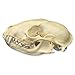 Raccoon Skull (Natural Bone Quality A)