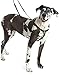 Freedom No-Pull Dog Harness Training Package, Large, Neon Orange