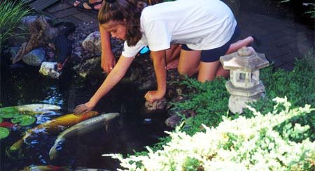 Watergardening How-to-Video - VHS By Aquascape Designs (limited quanities)