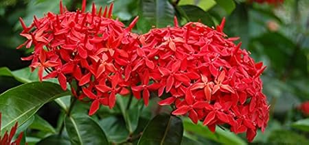 Aiden Gardens Ixora coccinia Live Plant Ixora Red Rajana/Rangan Gardening Exotic Home Plant1 Healthy Live Plant